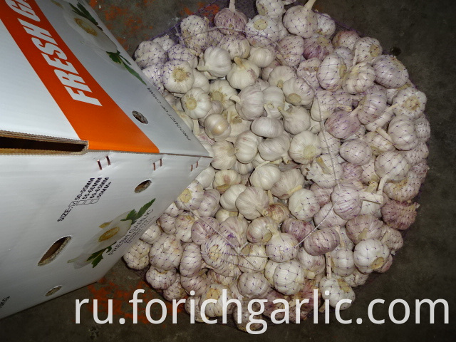 Beautiful New Crop Garlic